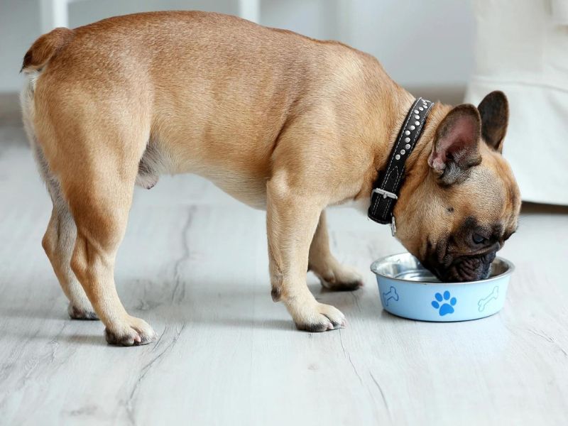 Explore The French Bulldog Breed With Key Traits, Care, And Fun Facts 26 Feeding And Nutrition For French Bulldog Puppies