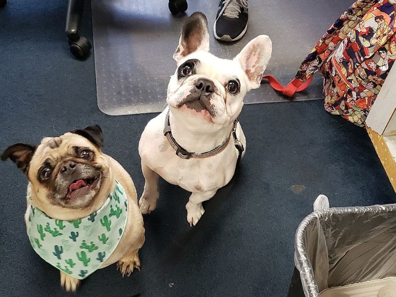 Explore The French Bulldog Breed With Key Traits, Care, And Fun Facts 31 The French Bulldog Walter Geoffrey