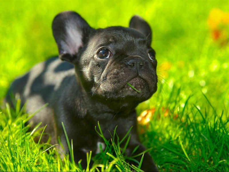 Explore The French Bulldog Breed With Key Traits, Care, And Fun Facts 23 Frenchies Make Great Companions