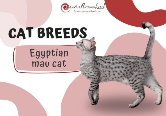 Egyptian Mau Cat Breed Overview Profile