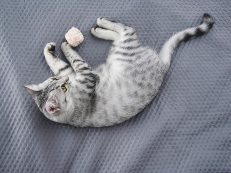 Egyptian Mau Cat Breed: Profile, Personality &Amp; How To Care 14 The Egyptian Mau Is Good For Families