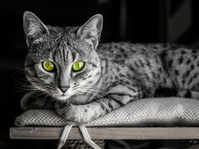 Egyptian Mau Cat Breed: Profile, Personality &Amp; How To Care 10 Egyptian Mau Is Considered To Be A Relatively Rare Breed