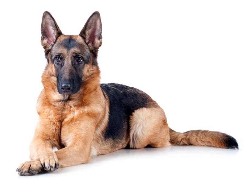 German Shepherd Dog: Background &Amp; How To Care For Them 15 Key Traits Of German Shepherd Dogs