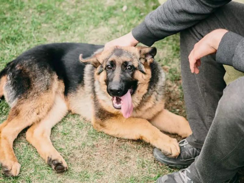German Shepherd Dog: Background &Amp; How To Care For Them 20 Exercise Requirement Of A German Shepherd Dog