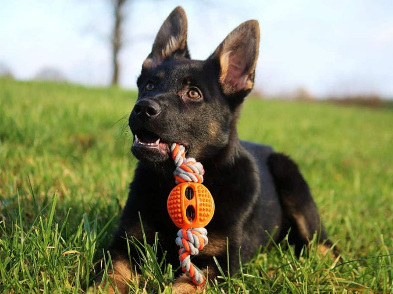 German Shepherd Dog: Background &Amp; How To Care For Them 18 German Shepherd Dogs Are Good Breed For Families