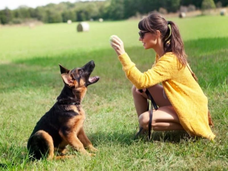 German Shepherd Dog: Background &Amp; How To Care For Them 19 Training The German Shepherd Dogs