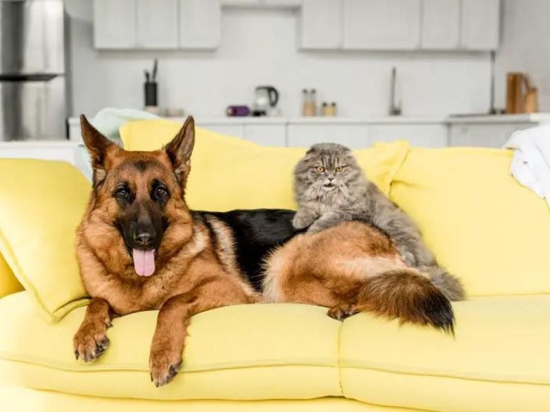 German Shepherd Dog: Background &Amp; How To Care For Them 22 Ideal Environment For German Shepherd Dogs