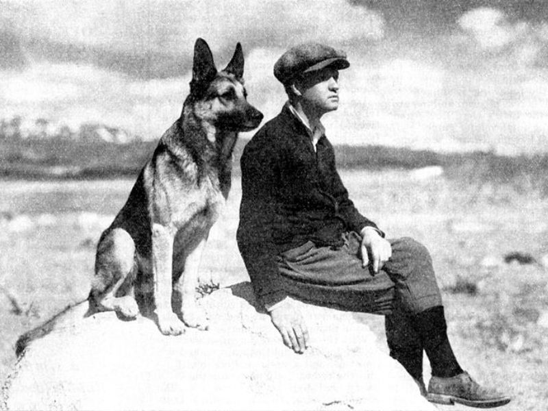 German Shepherd Dog: Background &Amp; How To Care For Them 27 German Shepherd Dogs During Wartime