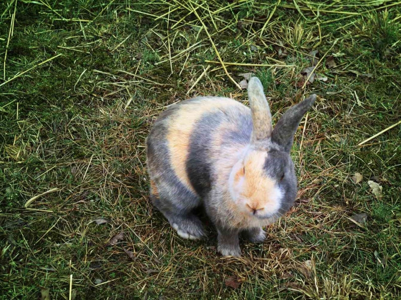 harlequin rabbit lifespan