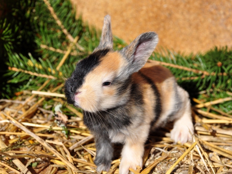 harlequin rabbit temperament