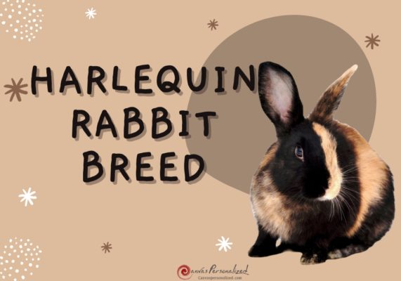 The Harlequin Rabbit: A Playful Companion For Your Home 14 Harlequin Rabbit Breed