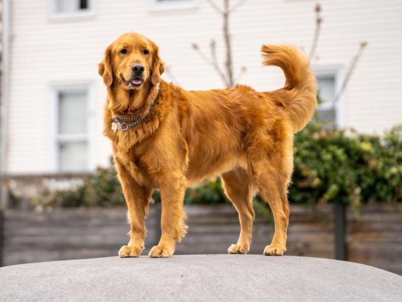 Golden hotsell retriever essentials