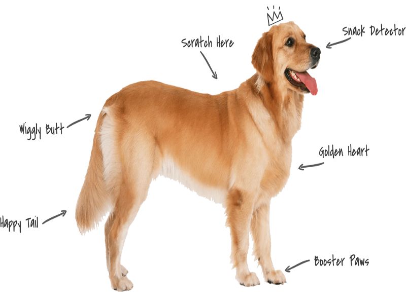 Golden Retriever Dog Breed