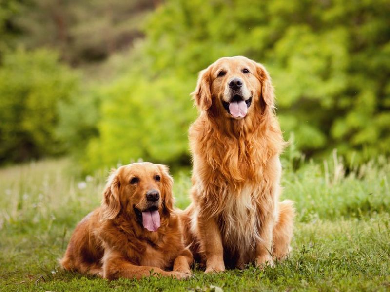 Beautiful Shades of Golden Retrievers