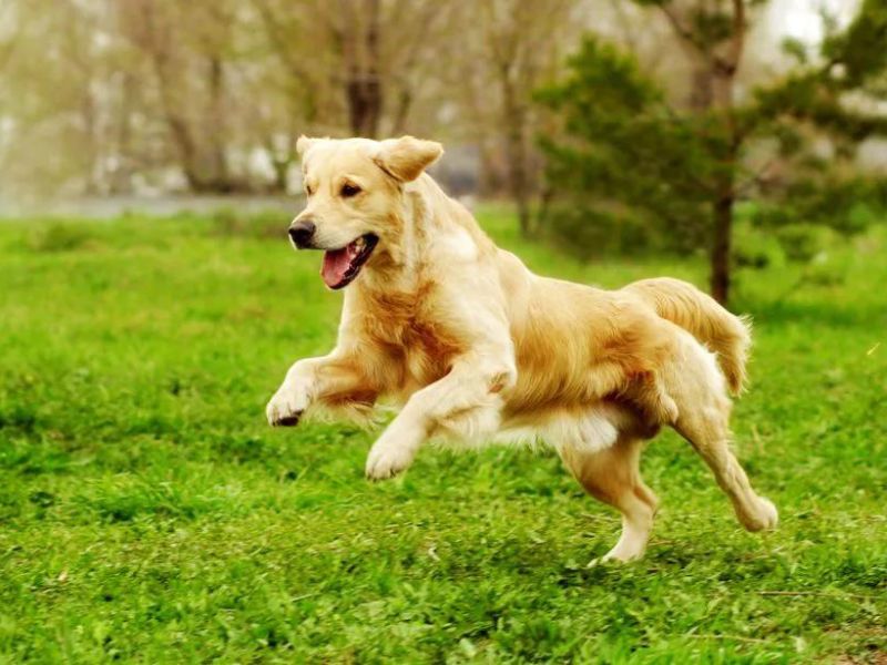 Everything You Need To Know About A Golden Retriever Dog 19 Temperament Of A Golden Retriever Dog