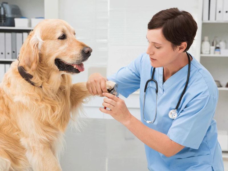 Everything You Need To Know About A Golden Retriever Dog 22 How To Take Care Of A Golden Retriever Dog