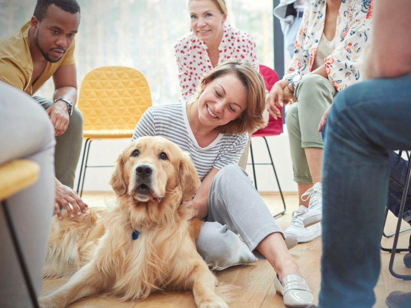 Everything You Need To Know About A Golden Retriever Dog 21 Golden Retriever Puppies Benefits From Early Socialization