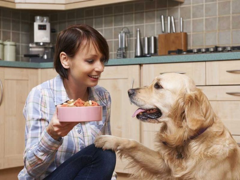 Everything You Need To Know About A Golden Retriever Dog 25 Diet And Nutrition Guides For A Adult Golden Retriever Dog