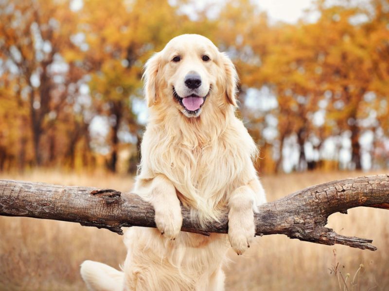 Everything You Need To Know About A Golden Retriever Dog 24 Training For A Golden Retriever Dog