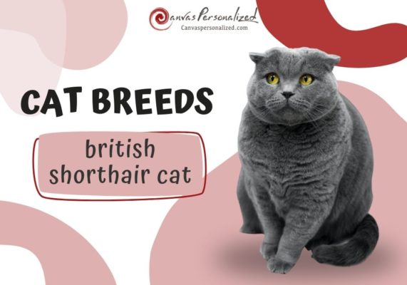 British Shorthair Cat Breed Profile