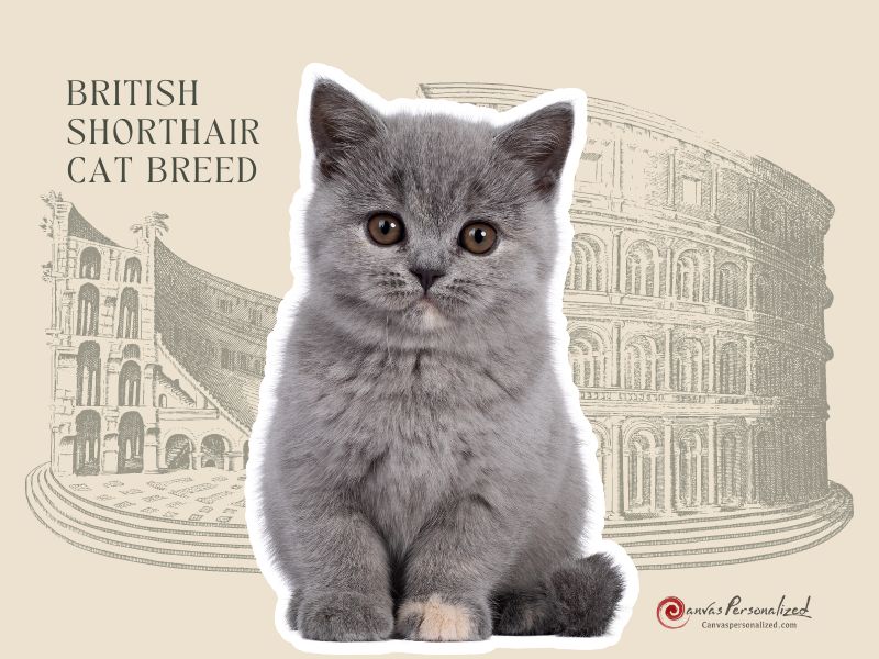 British Shorthair Cat Breed: Profile, Personality &Amp; Care 14 History Of The British Shorthair Cat Breed