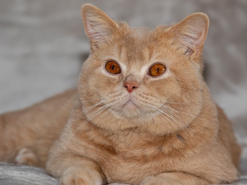 British Shorthair Cat Breed: Profile, Personality &Amp; Care 22 Always Have Your Cat Checked By The Vet Once A Year.