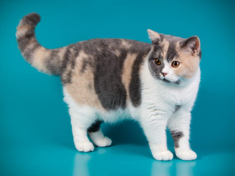 British Shorthair Cat Breed: Profile, Personality &Amp; Care 19 Weekly Brushing, Nail Trimming, And Ear Checks Are Essential.