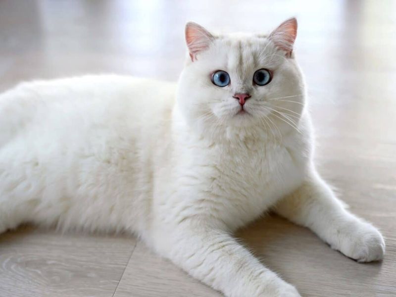 British Shorthair Cat Breed: Profile, Personality &Amp; Care 23 British Blues Are Great For Families