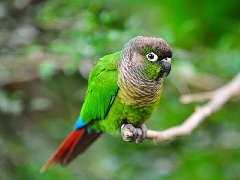 13 Types Of Conures: Which Is Right For You? 16 Canvas Personalized Beautiful You Fly Wall Art Decor