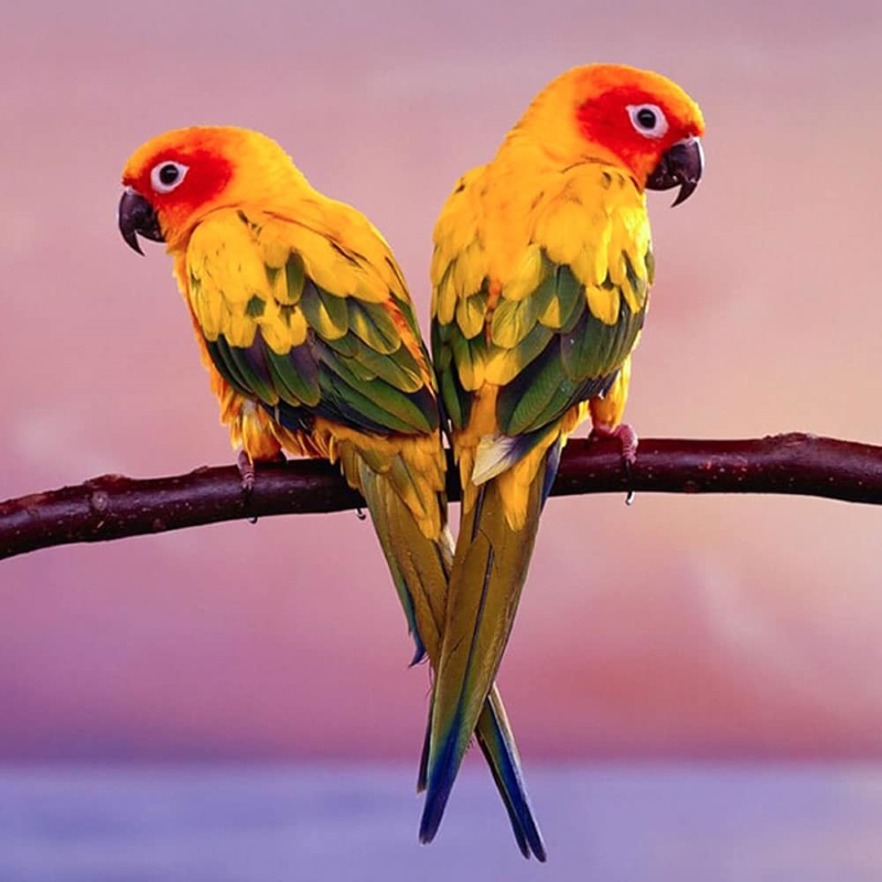 13 Types Of Conures: Which Is Right For You? 17 Canvas Personalized Beautiful You Fly Wall Art Decor
