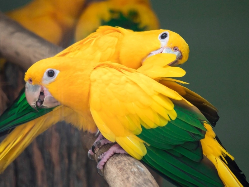 13 Types Of Conures: Which Is Right For You? 19 Canvas Personalized Beautiful You Fly Wall Art Decor