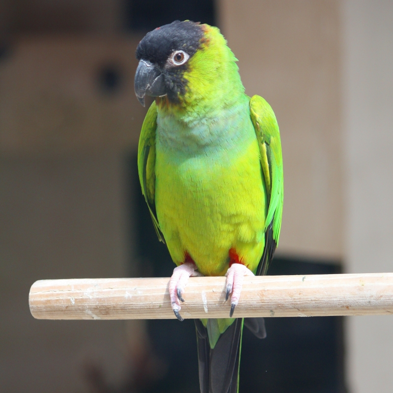 13 Types Of Conures: Which Is Right For You? 20 Canvas Personalized Beautiful You Fly Wall Art Decor