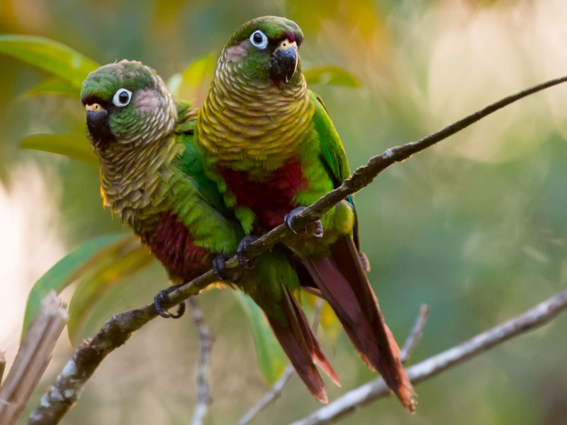 13 Types Of Conures: Which Is Right For You? 22 Canvas Personalized Beautiful You Fly Wall Art Decor