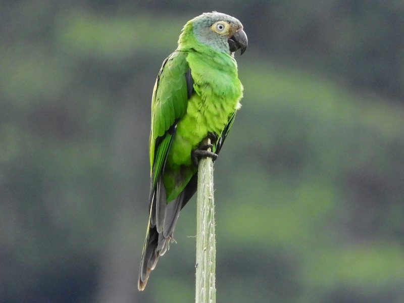 13 Types Of Conures: Which Is Right For You? 23 Canvas Personalized Beautiful You Fly Wall Art Decor