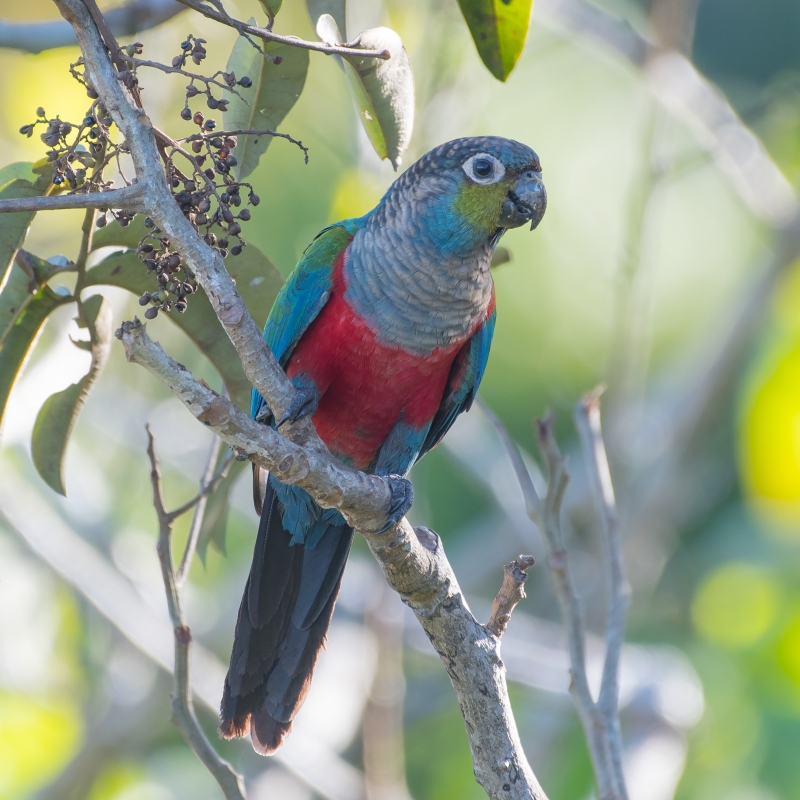 13 Types Of Conures: Which Is Right For You? 26 Canvas Personalized Beautiful You Fly Wall Art Decor