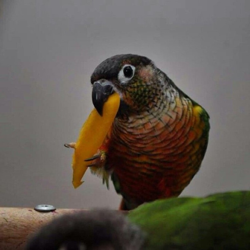 13 Types Of Conures: Which Is Right For You? 28 Canvas Personalized Beautiful You Fly Wall Art Decor