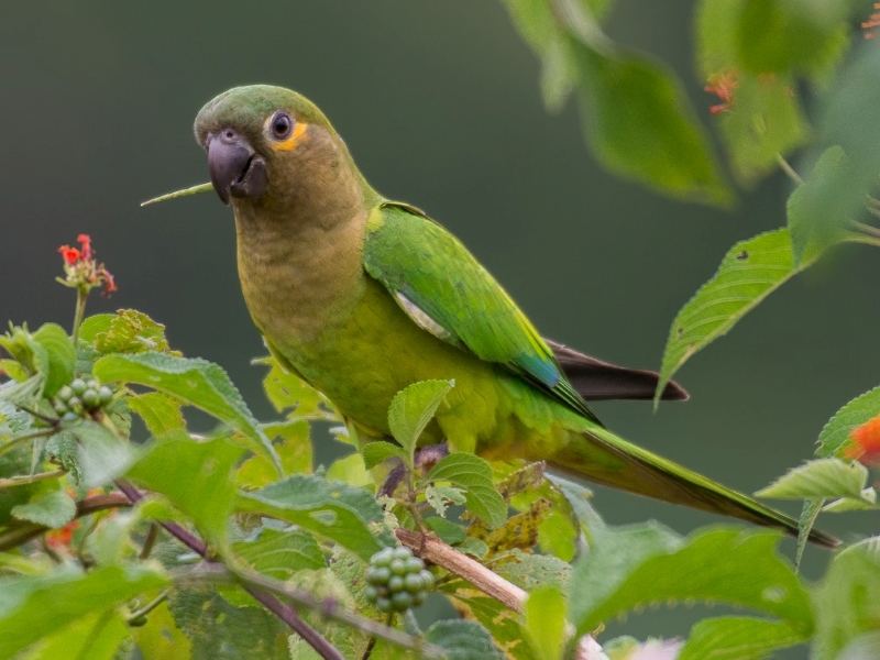 13 Types Of Conures: Which Is Right For You? 27 Canvas Personalized Beautiful You Fly Wall Art Decor