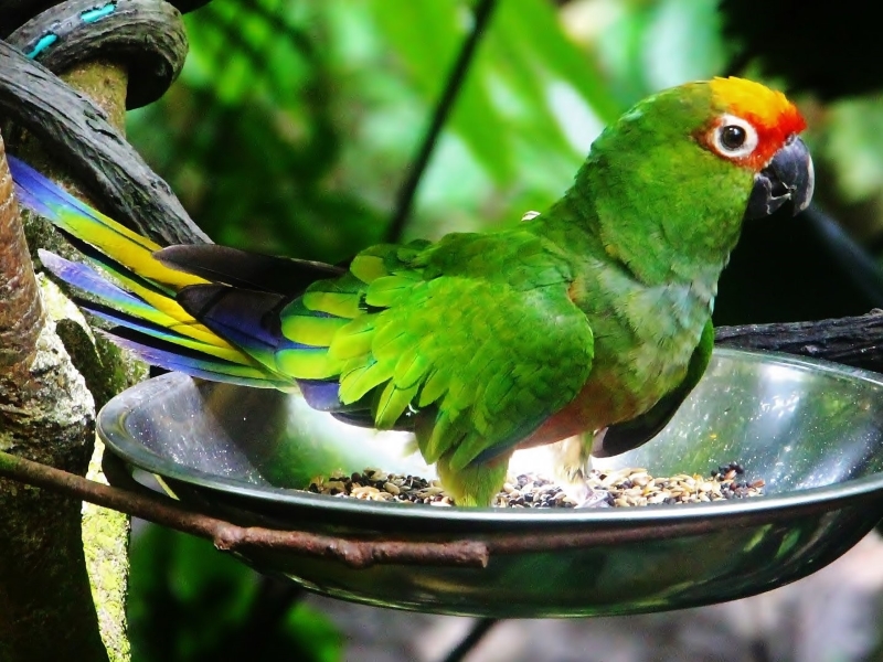 13 Types Of Conures: Which Is Right For You? 25 Canvas Personalized Beautiful You Fly Wall Art Decor