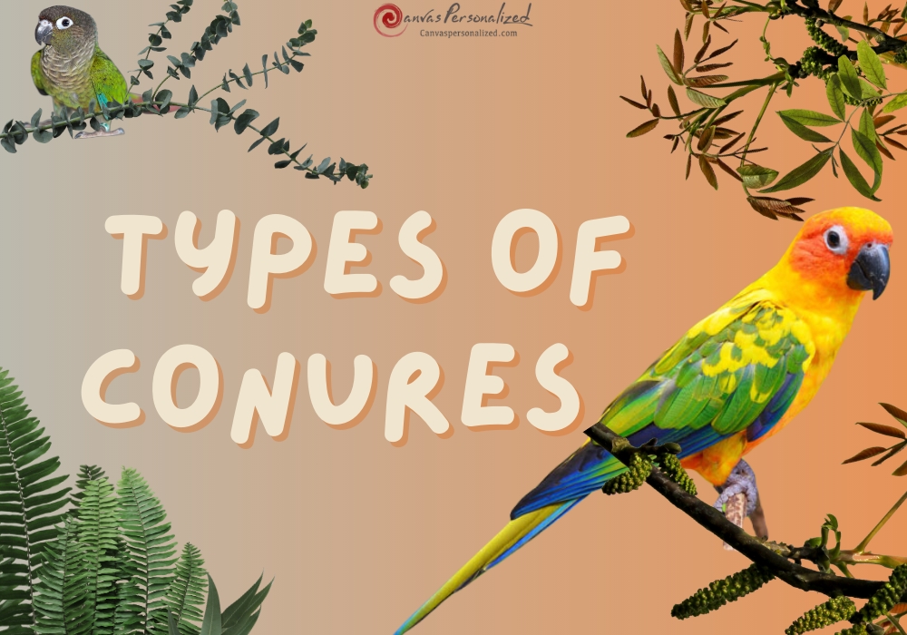 13 Types Of Conures: Which Is Right For You? 15 Types Of Conures