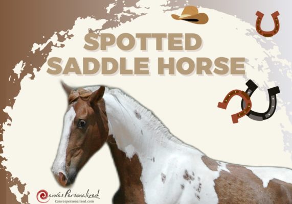Spotted Saddle Horse