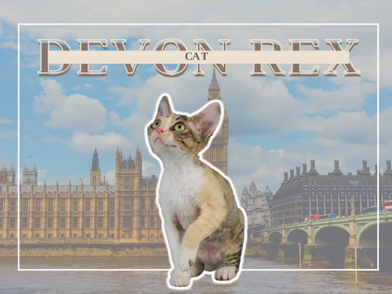 Devon Rex Cat Breed: Profile, Personality &Amp; How To Care 12 History Of The Devon Rex Cat