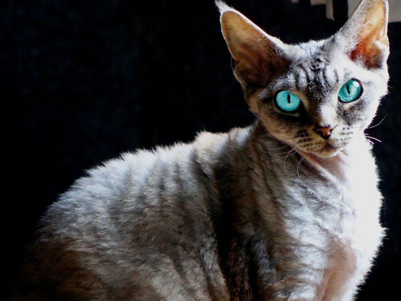Devon Rex Cat Breed: Profile, Personality &Amp; How To Care 16 Gently Wipe Their Short Coats