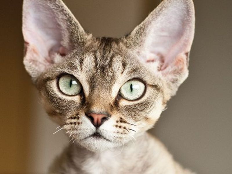 Devon Rex Cat Breed: Profile, Personality &Amp; How To Care 18 High-Quality Cat Food Can Maintain A Healthy Weight