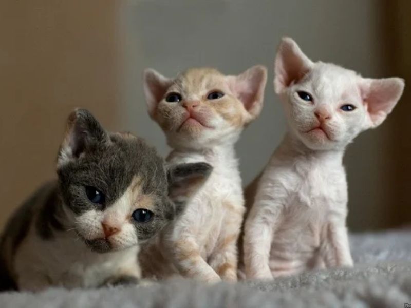 Devon Rex Cat Breed: Profile, Personality &Amp; How To Care 20 Miss Cox Is The Wonderful Family Pet
