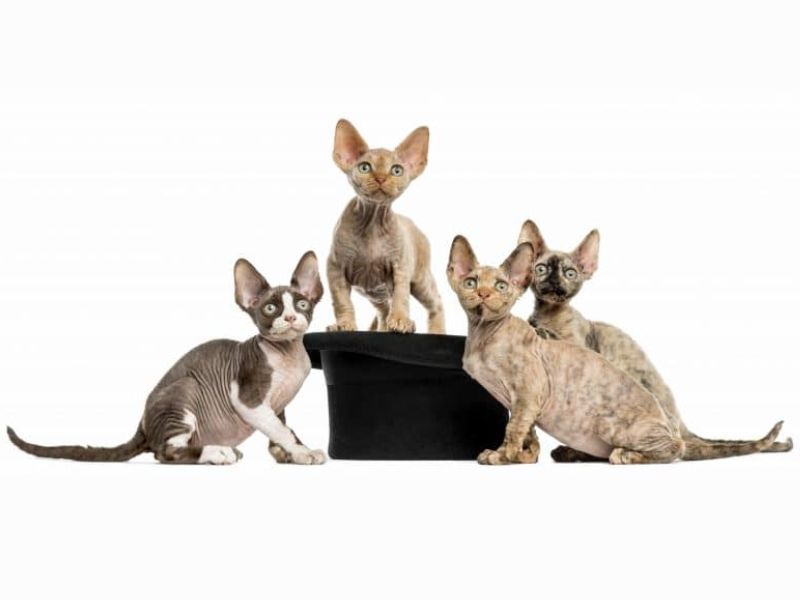 Devon Rex Cat Breed: Profile, Personality &Amp; How To Care 21 Devon Rex Cats Are Rare