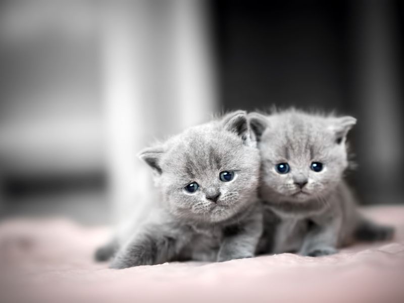 British Shorthair Cat Breed: Profile, Personality &Amp; Care 15 One Of The Oldest Recognized Cat Breeds Is The British Shorthair