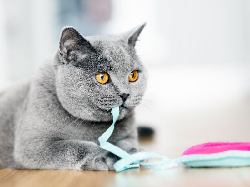British Shorthair Cat Breed: Profile, Personality &Amp; Care 16 British Shorthair Cat Appearance