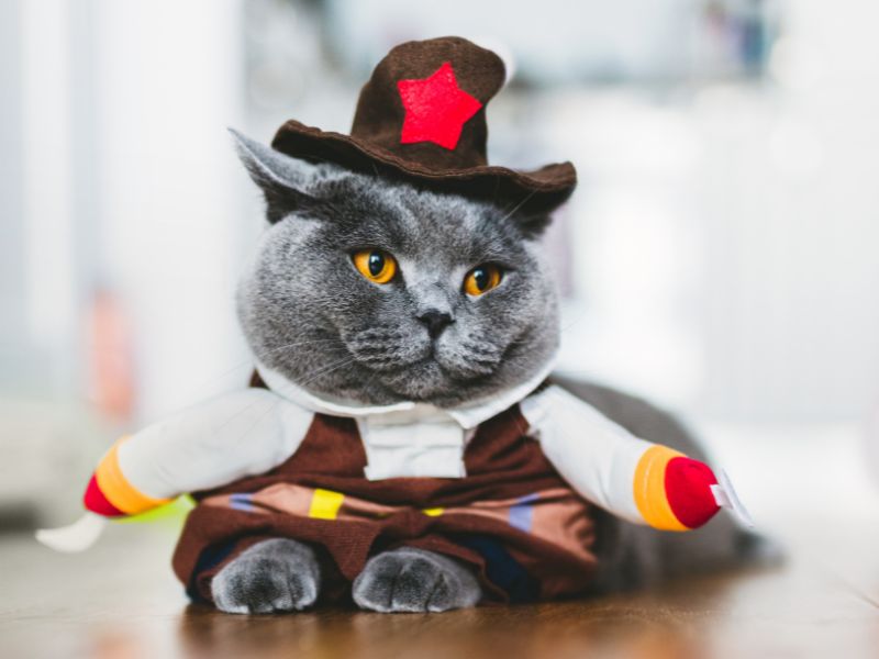 British Shorthair Cat Breed: Profile, Personality &Amp; Care 17 British Shorthair Cat Funny