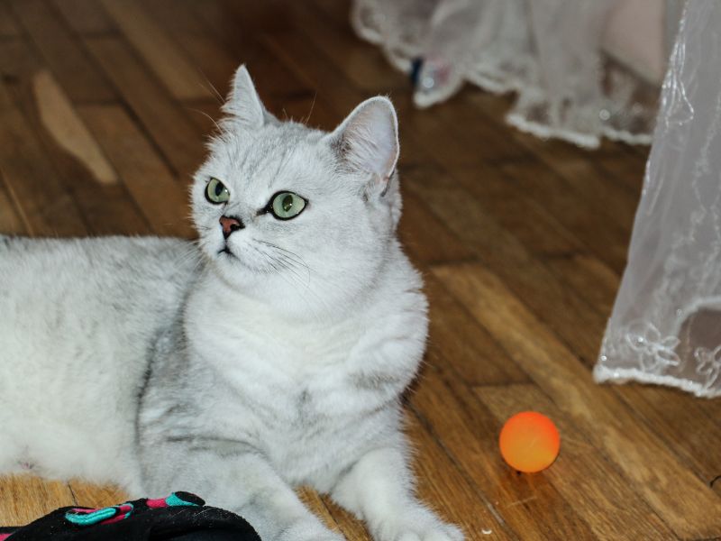 British Shorthair Cat Breed: Profile, Personality &Amp; Care 18 British Shorthair Cat White