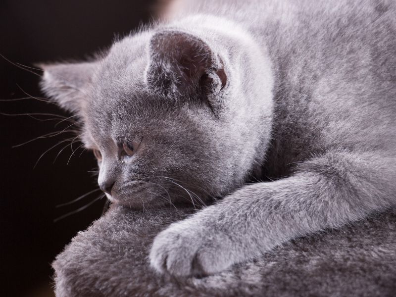 British Shorthair Cat Breed: Profile, Personality &Amp; Care 25 British Shorthair Breed
